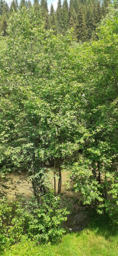 Pensiunea Tora Vatra Dornei Bagian luar foto