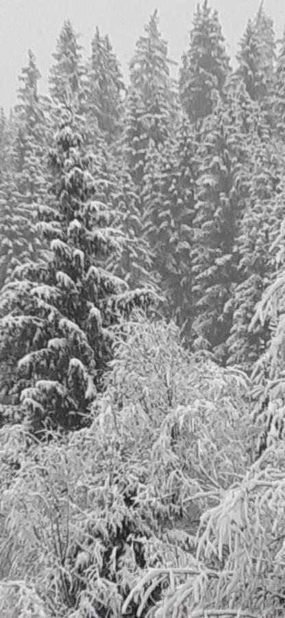 Pensiunea Tora Vatra Dornei Bagian luar foto