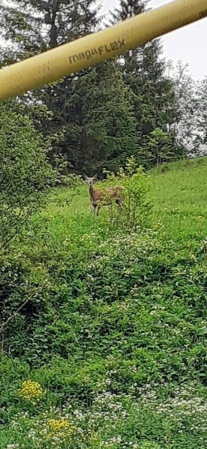 Pensiunea Tora Vatra Dornei Bagian luar foto