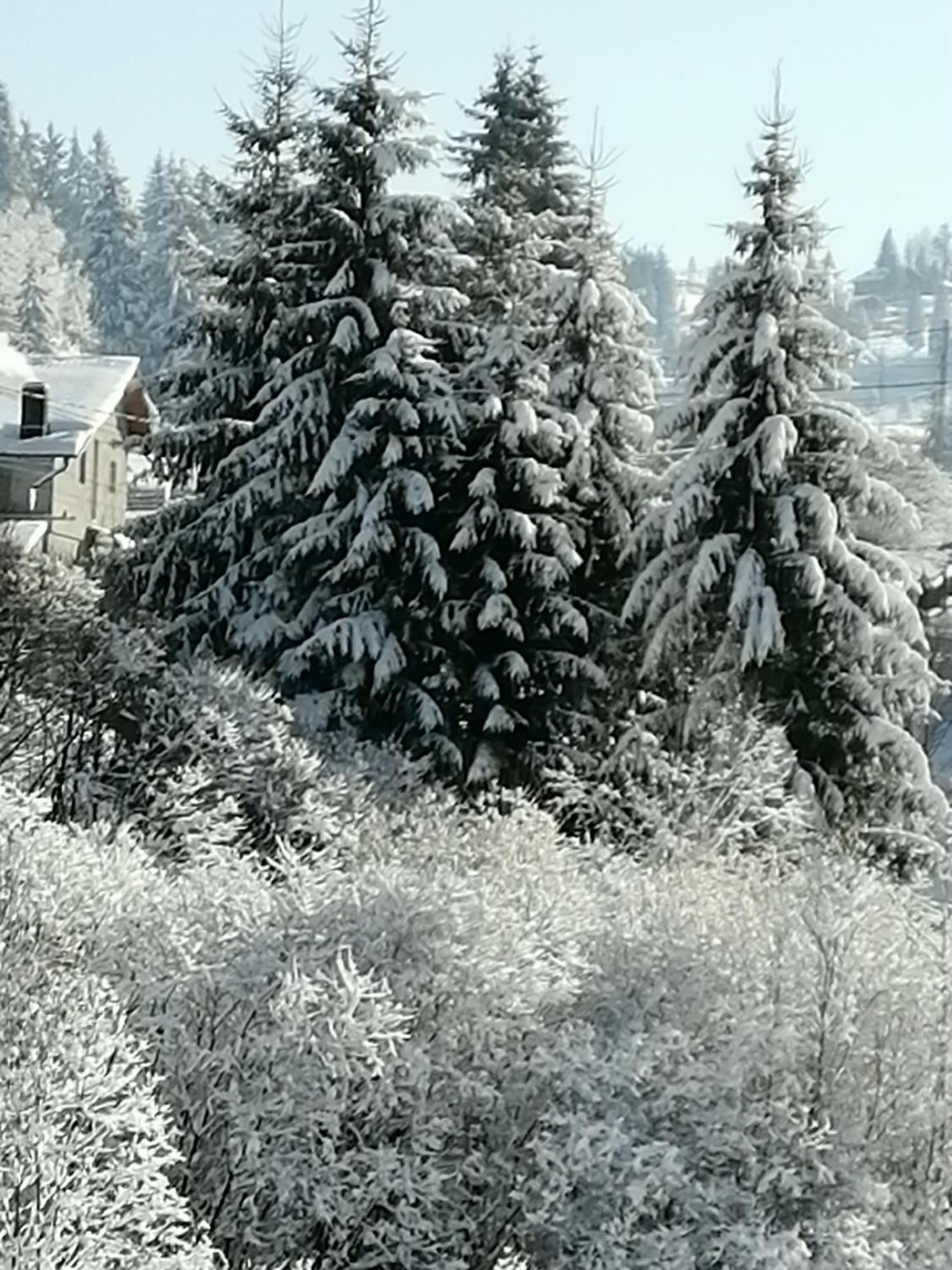 Pensiunea Tora Vatra Dornei Bagian luar foto